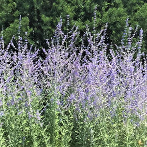 Russian Sage (Perovskia atriplicifolia) planted in a residential landscape.