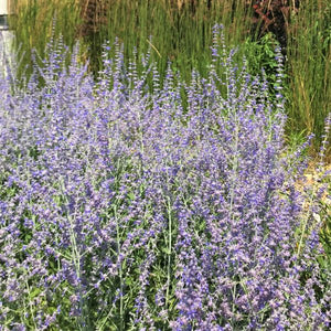 Perennial foliage of Russian Sage (Perovskia atriplicifolia) in a garden setting.
