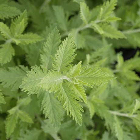 Russian Sage (Perovskia atriplicifolia) growing in a garden landscape, showing mature perennial form.