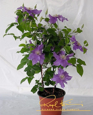 Sacha™ Clematis