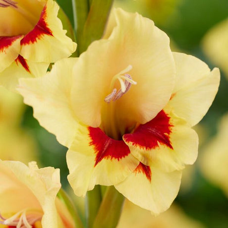 Safari Gladiolus - Nature Hills Nursery - 12 Pack Bulbs - 