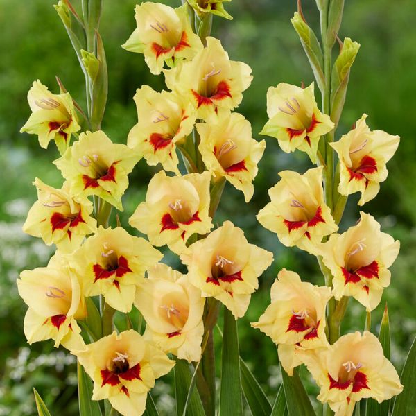 Safari Gladiolus Bloomed