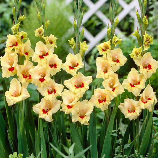 Safari Gladiolus Blooms