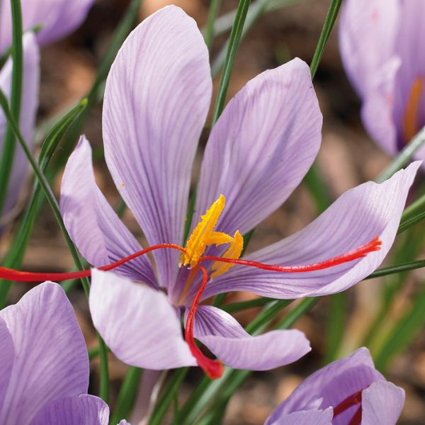 Saffron Crocus