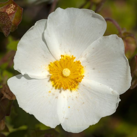 Sageleaf Rock Rose Flower