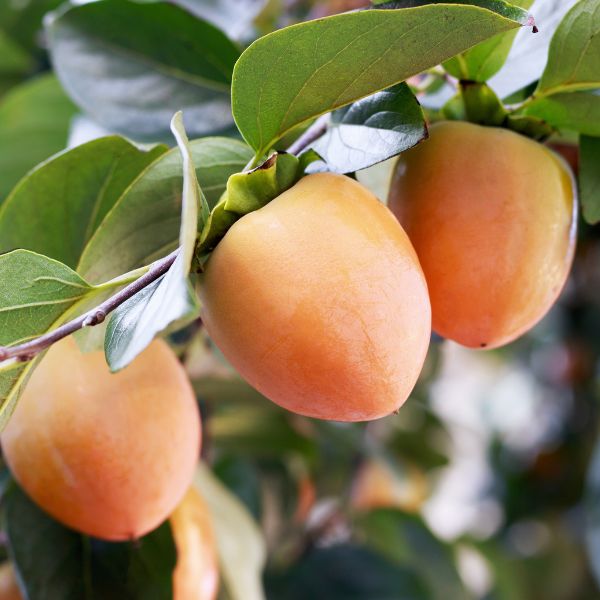 Saijo Persimmon Tree Fruit