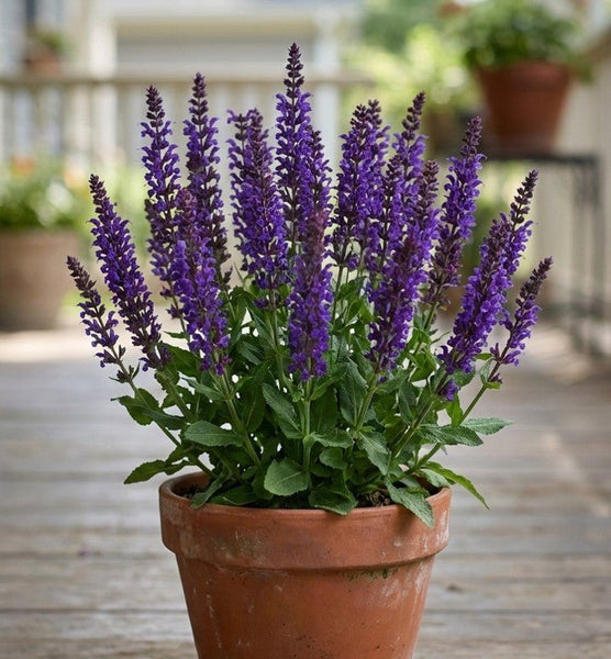 can you plant salvias in pots Noble Knight Meadow Sage | Purple Spikes, Deer Resistant