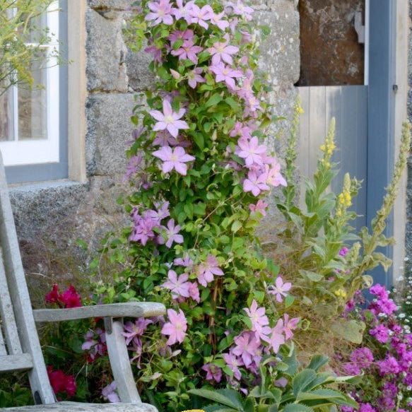 clematis house plant Sally™ Clematis
