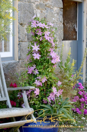 Sally™ Clematis (Clematis 'Evipo077') perennial detail, image 8 of 10.