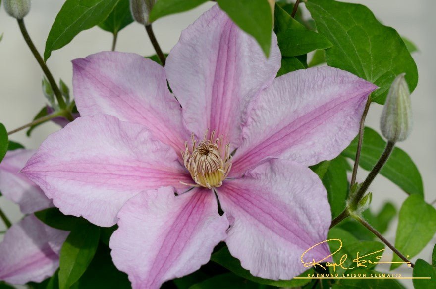 Sally™ Clematis (Clematis 'Evipo077') growing in a garden landscape, showing mature perennial form.