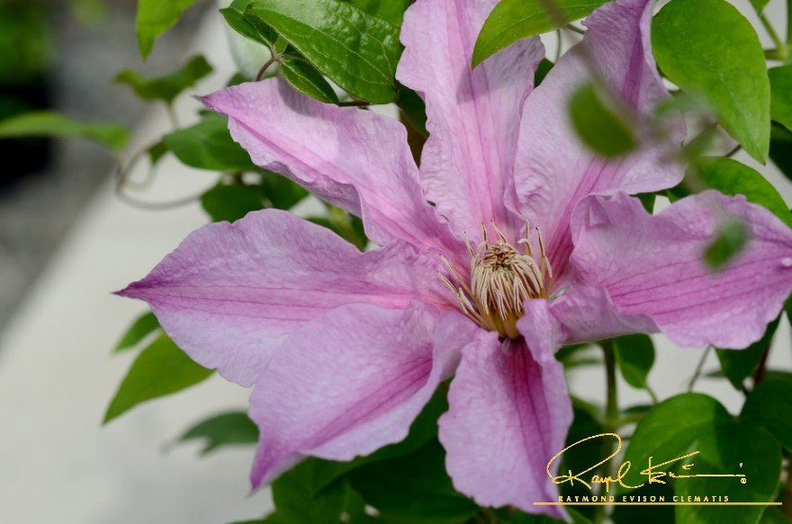 Deciduous foliage of Sally™ Clematis (Clematis 'Evipo077') in a garden setting.