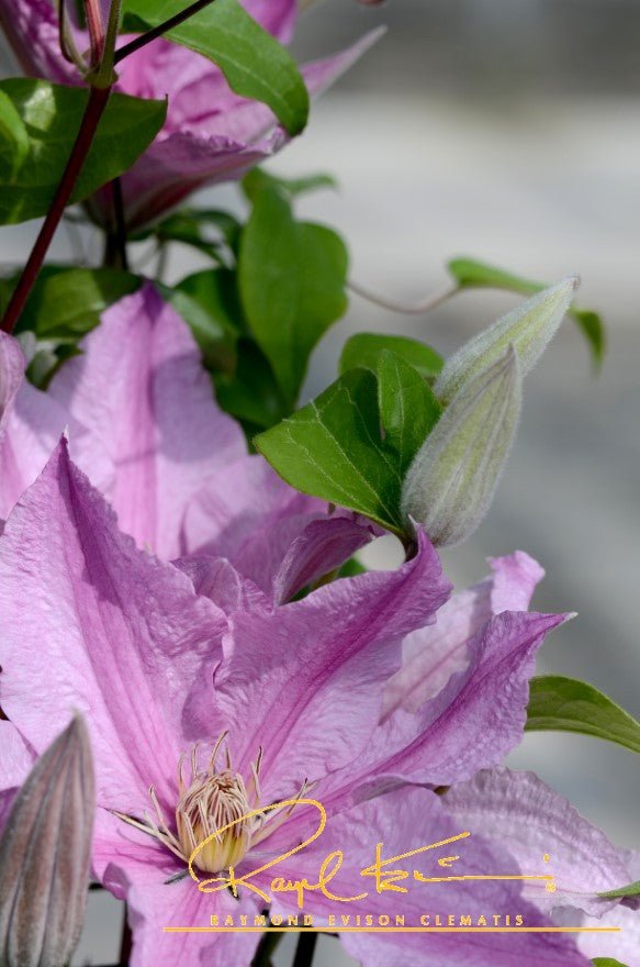 Close-up of pink clematis flowers on Sally™ Clematis.