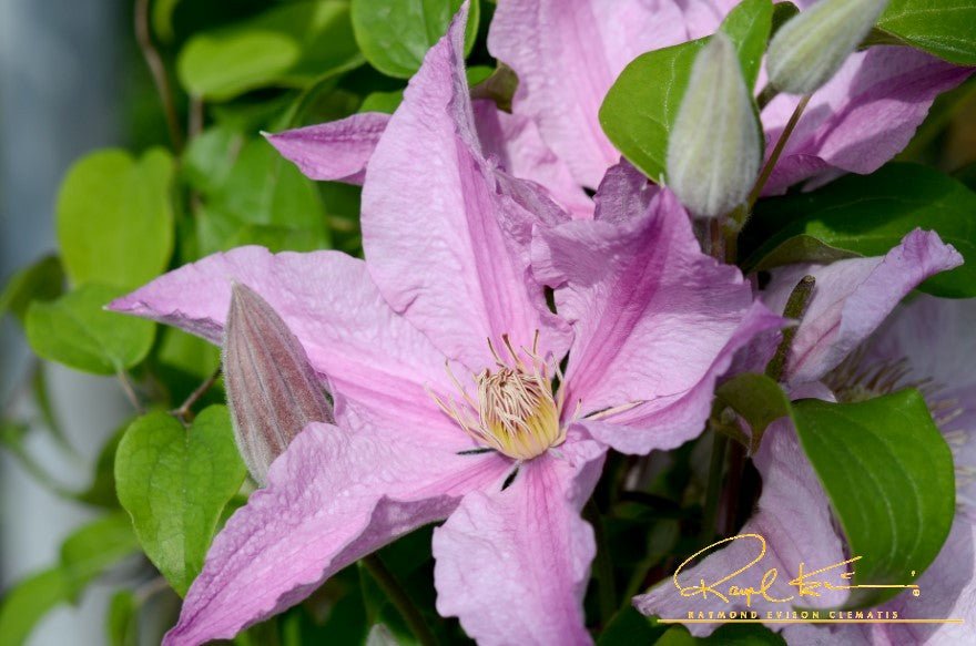 Sally™ Clematis (Clematis 'Evipo077'), a perennial featuring pink flowers and deciduous.