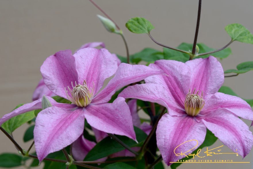 Sally™ Clematis (Clematis 'Evipo077') perennial detail, image 10 of 10.