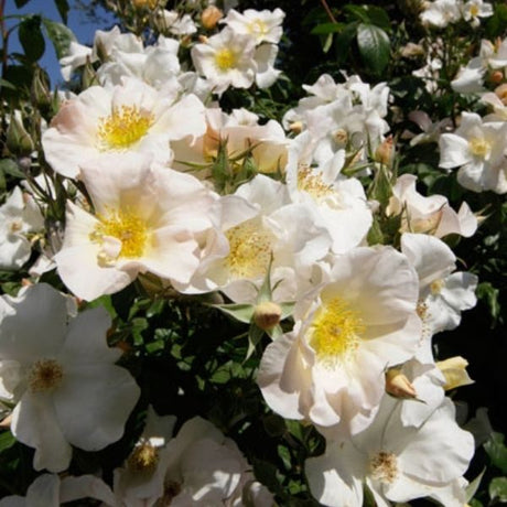 Sally Holmes Climbing Rose - Rose - Nature Hills Nursery - 2 Container - 