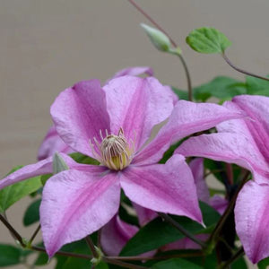 Sally™ Clematis