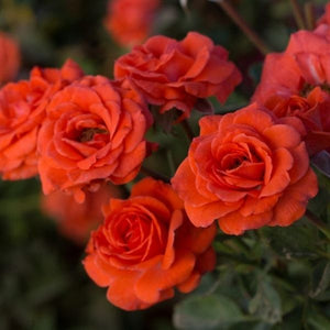 Salmon Sunblaze® Miniature Rose - Rose - Nature Hills Nursery - 2 Container - 