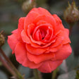 Salmon Sunblaze&reg; Miniature Rose - Nature Hills Nursery - #2 Container - 