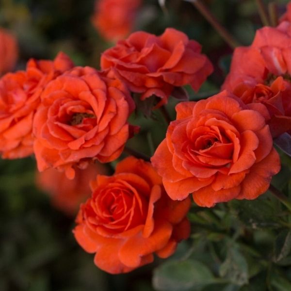 Salmon Sunblaze&reg; Miniature Rose