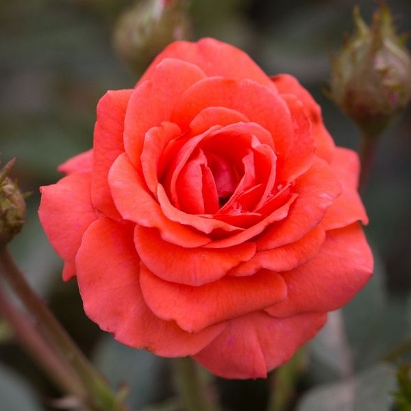 Salmon Sunblaze&reg; Miniature Rose