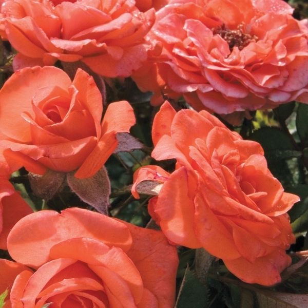 Salmon Sunblaze&reg; Miniature Rose