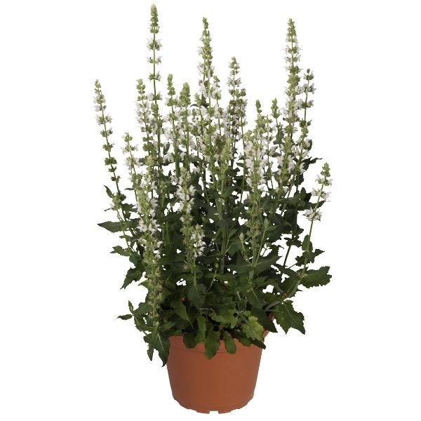 Salute&trade; White Salvia - Nature Hills Nursery - #1 Container 2 Pack - 