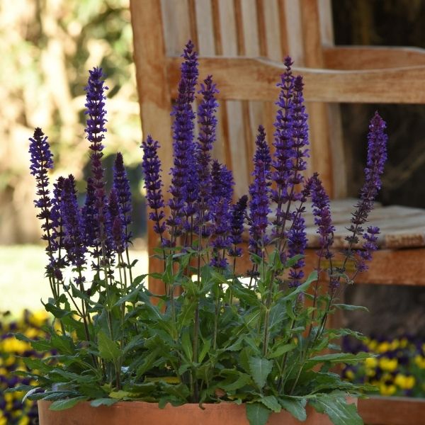 Salvatore Blue Salvia - Nature Hills Nursery - Quart Container 4 Pack - 