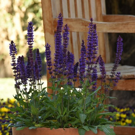Salvatore Blue Salvia - Nature Hills Nursery - Quart Container 4 Pack - 
