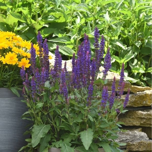Salvatore Blue Salvia - Nature Hills Nursery - Quart Container 4 Pack - 