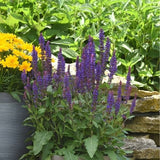 Salvatore Blue Salvia - Nature Hills Nursery - Quart Container 4 Pack - 