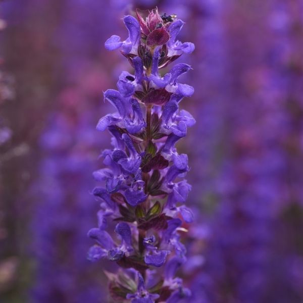 Salvatore Blue Salvia - Nature Hills Nursery - Quart Container 4 Pack - 