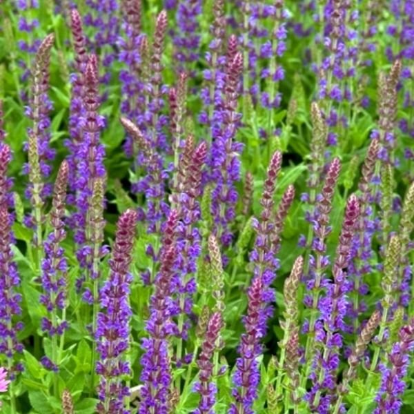 Perennial foliage of East Friesland Salvia (Salvia nemorosa 'Ostfriesland') in a garden setting.