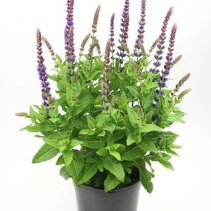 East Friesland Salvia (Salvia nemorosa 'Ostfriesland') growing in a garden landscape, showing mature perennial form.