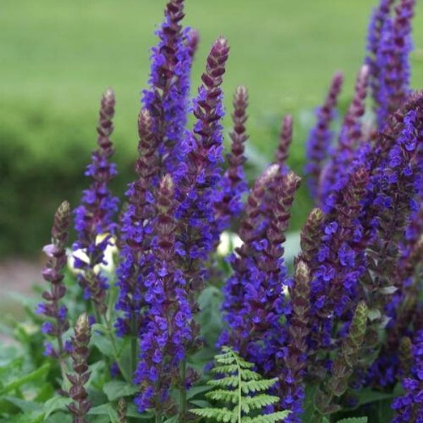 East Friesland Salvia (Salvia nemorosa 'Ostfriesland'), a perennial featuring purple flowers and perennial.