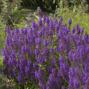 Marcus Salvia (Salvia nemorosa 'Marcus'), a perennial featuring blue, purple flowers and perennial.