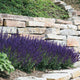 Plants Under $30