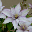 Samaritan Jo™ Clematis - Nature Hills Nursery - #1 Container - 