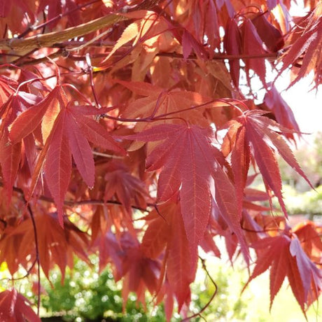 Samurai Sword Japanese Maple Tree Red Leaves