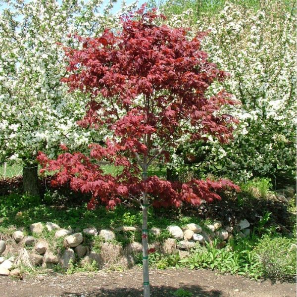 Samurai Sword™ Japanese Maple Small Tree