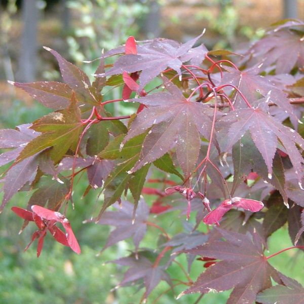 Samurai Sword™ Japanese Maple Seeds on Tree