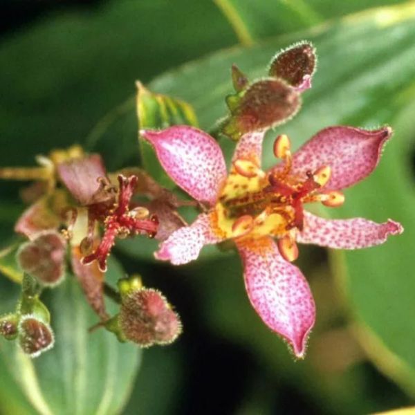 Samurai Toad Lily Close Up Blooms