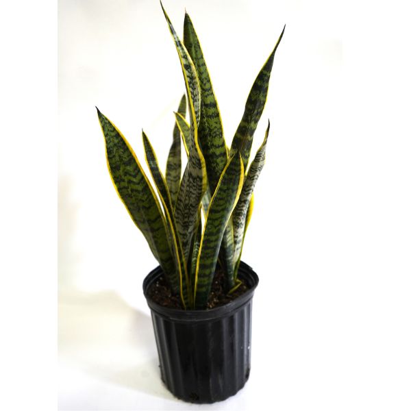 Laurentii Variegated Snake Plant