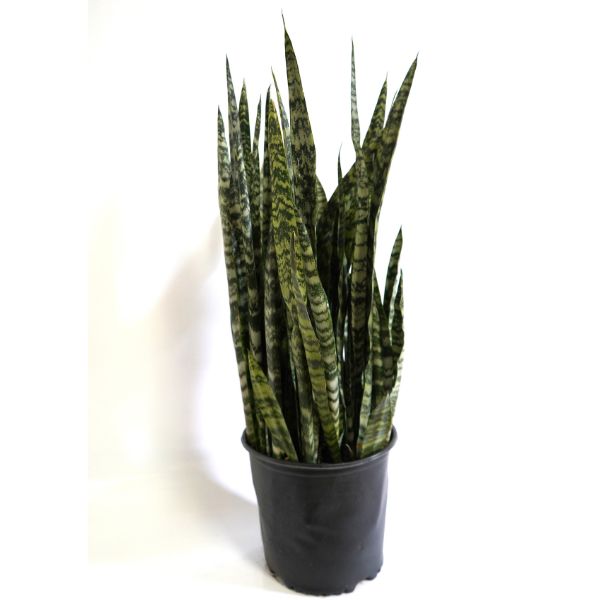 Sansevieria Mother-In-Law's Tongue