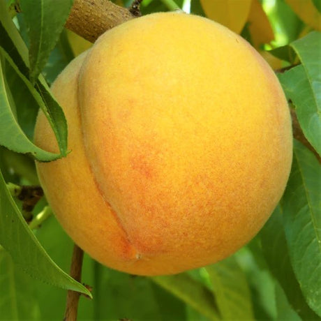 Santa Barbara Peach Tree - Nature Hills Nursery - Paper Pot 4 - 5 Feet - 