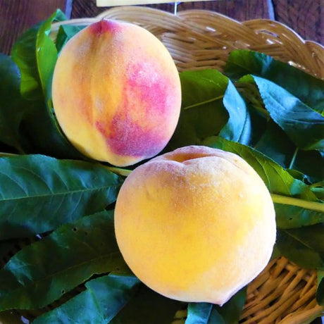 Santa Barbara Peach Tree - Nature Hills Nursery - Paper Pot 4 - 5 Feet - 