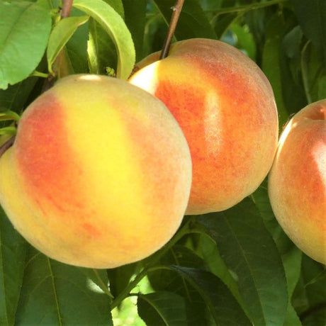 Santa Barbara Peach Tree - Nature Hills Nursery - Paper Pot 4 - 5 Feet - 