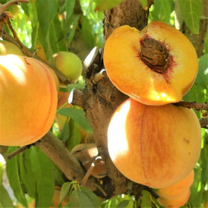 Santa Barbara Peach Tree - Nature Hills Nursery - Paper Pot 4 - 5 Feet - 
