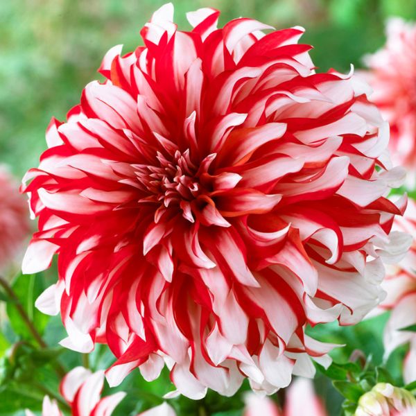 Santa Claus Dahlia