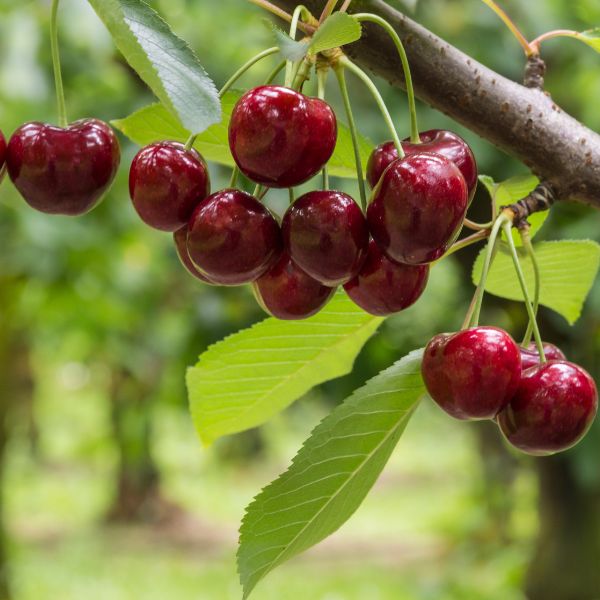 Santina Sweet Cherry Tree Fruit