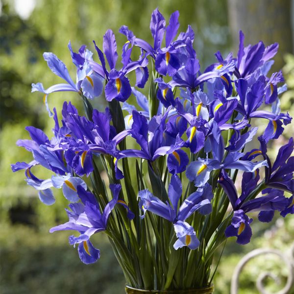 Sapphire Beauty Dutch Iris - Nature Hills Nursery - 12 Pack Bulbs - 